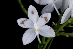 Phalaenopsis tetraspis Normans Blue Lip CHM/AOS 83 pts.Flower